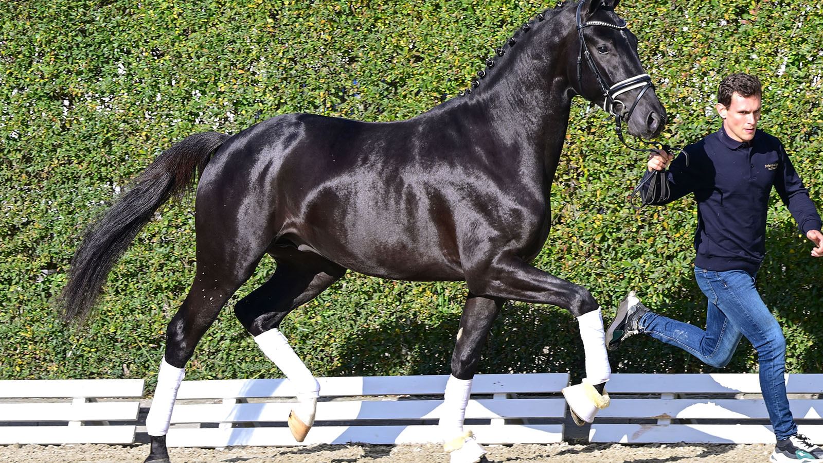 205650 Totilas San Amour 10 22 22 1157