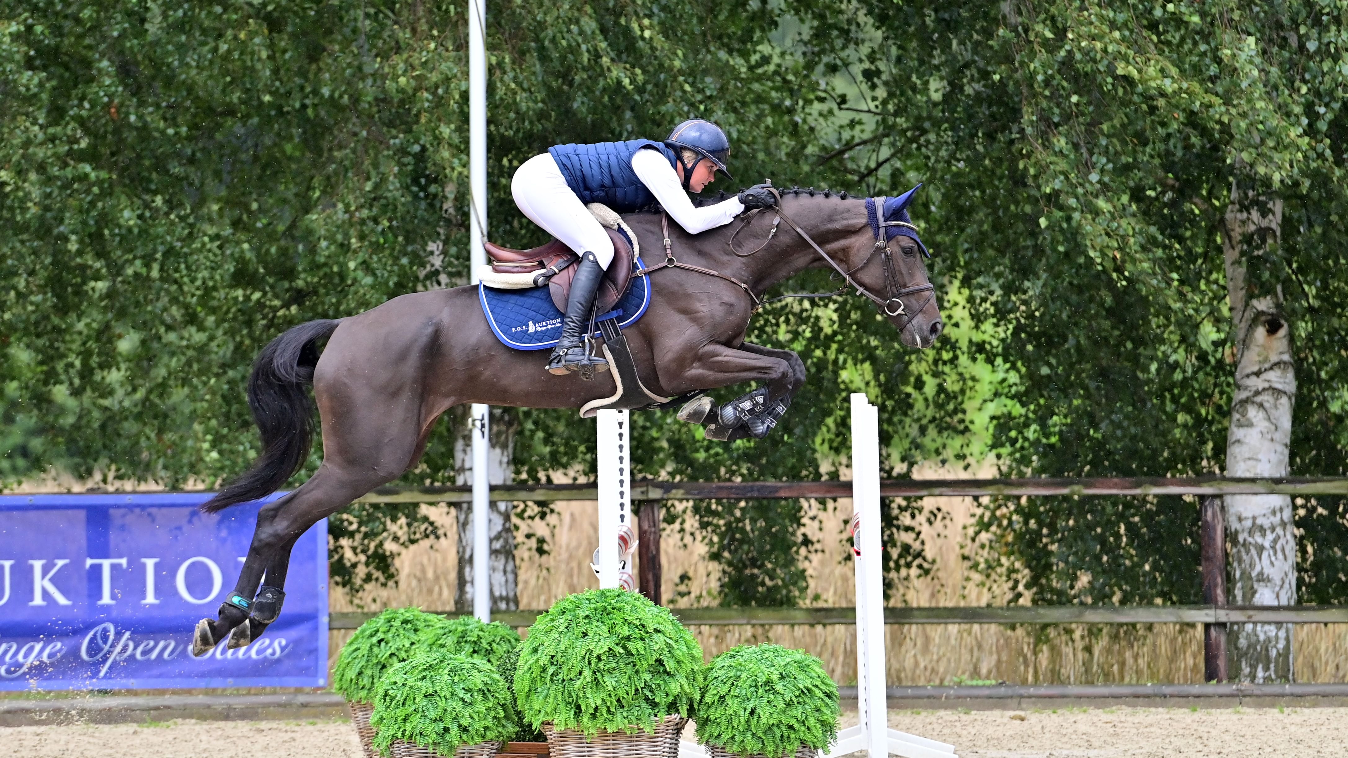 Continentals Lady DSC 1983 7x5