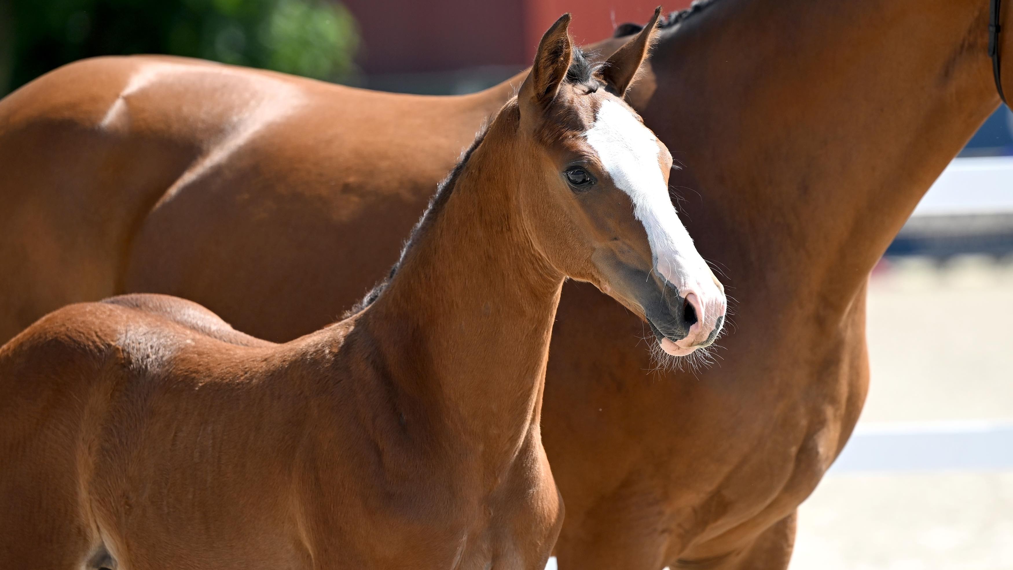 Nr 123 06 25 06 3521