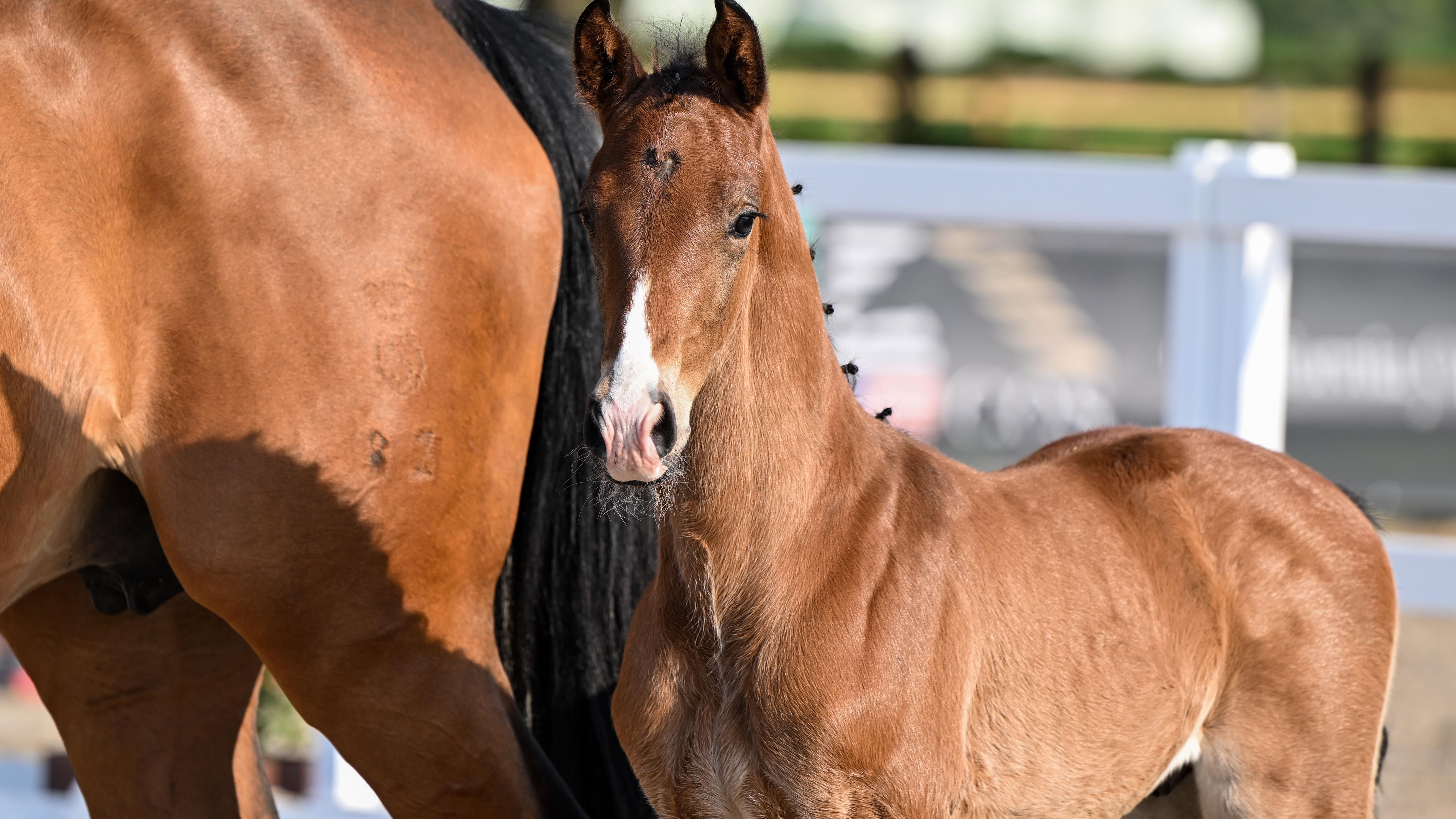 Nr 317 05 25 02 2907